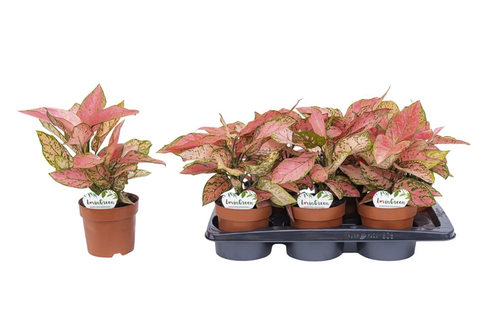 <h4>Aglaonema Pink</h4>