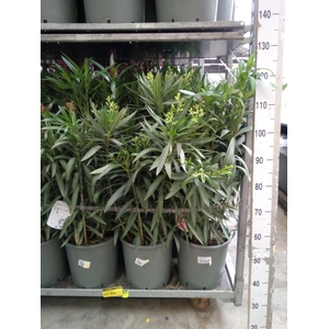 Nerium oleander   ...