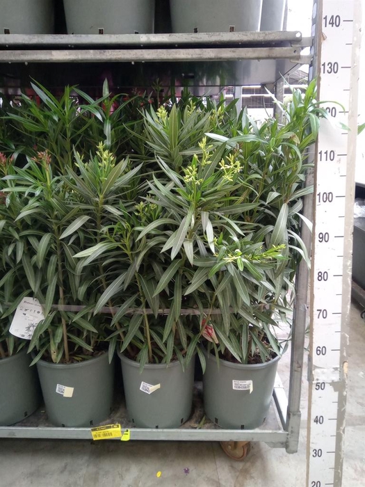 <h4>Nerium oleander   ...</h4>