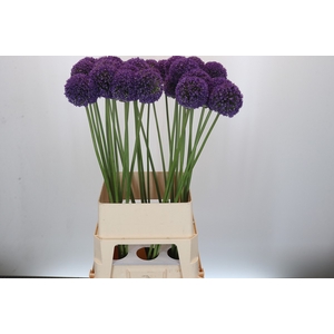 Allium Ambassador