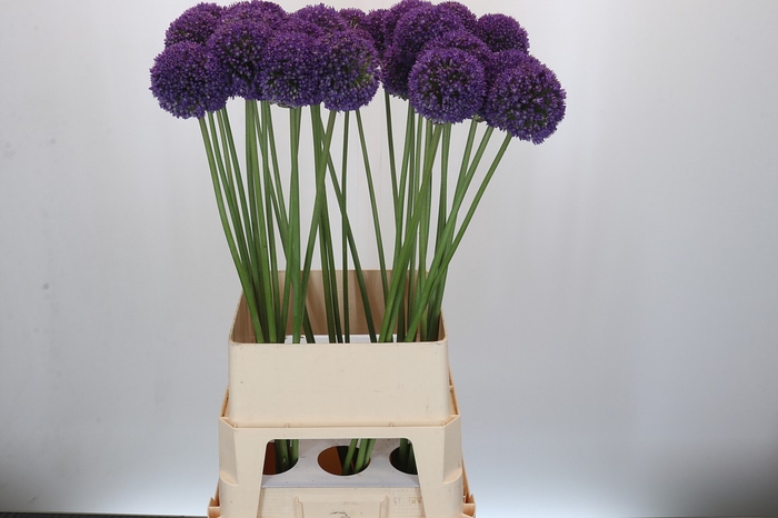 <h4>Allium Ambassador</h4>