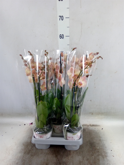 <h4>Phalaenopsis  'Ant Varese'</h4>