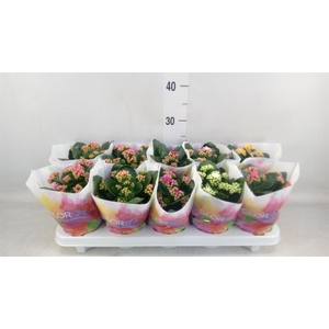 Kalanchoe blos.   ..rosebud mix  7