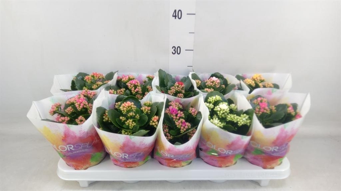 <h4>Kalanchoe blos.   ..rosebud mix  7</h4>