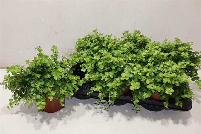 <h4>Pep Rotundifolia</h4>