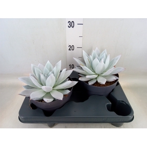 Echeveria  'Mexican Giant'