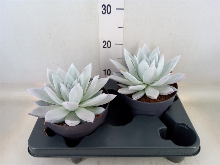 <h4>Echeveria  'Mexican Giant'</h4>