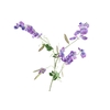 Lathyrus Purple