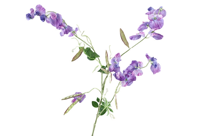 <h4>Lathyrus Purple</h4>