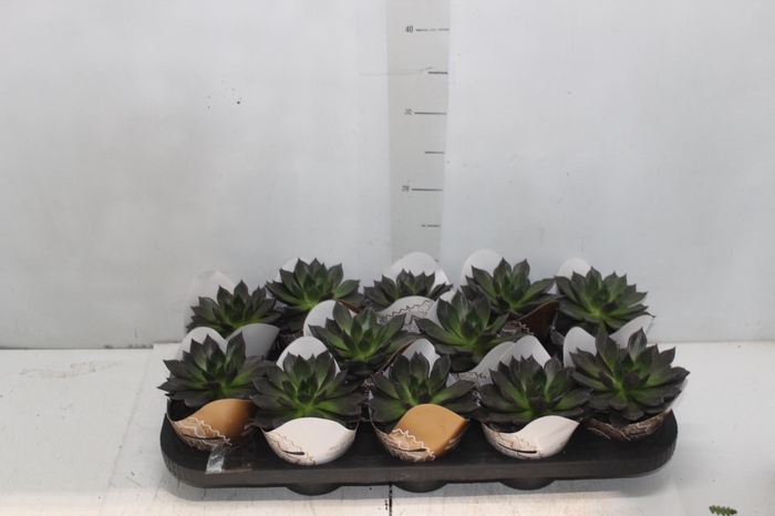 <h4>ECHEVERIA HOT CHOCOLAT P11</h4>