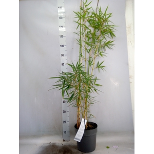 Fargesia robusta 'Campbell'