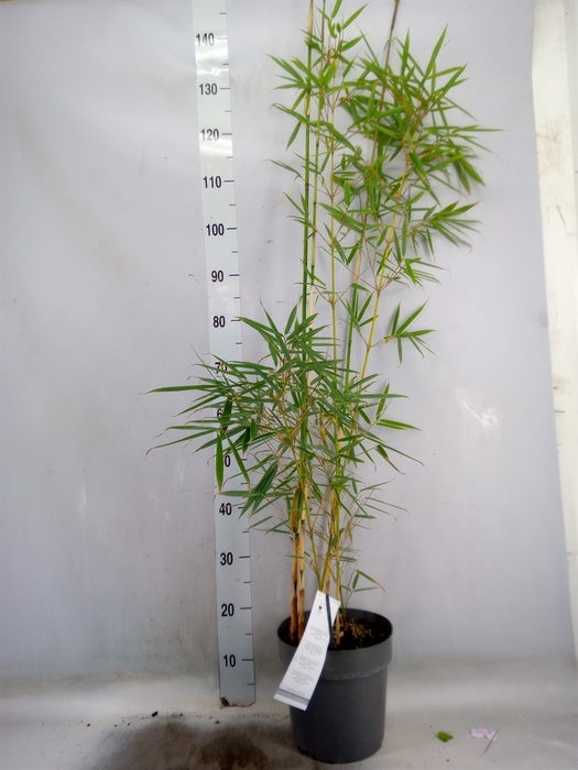 <h4>Fargesia robusta 'Campbell'</h4>