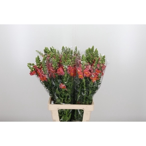 Antirrhinum Po D. Orange