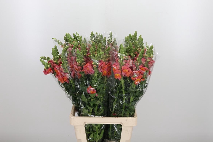 <h4>Antirrhinum Po D. Orange</h4>