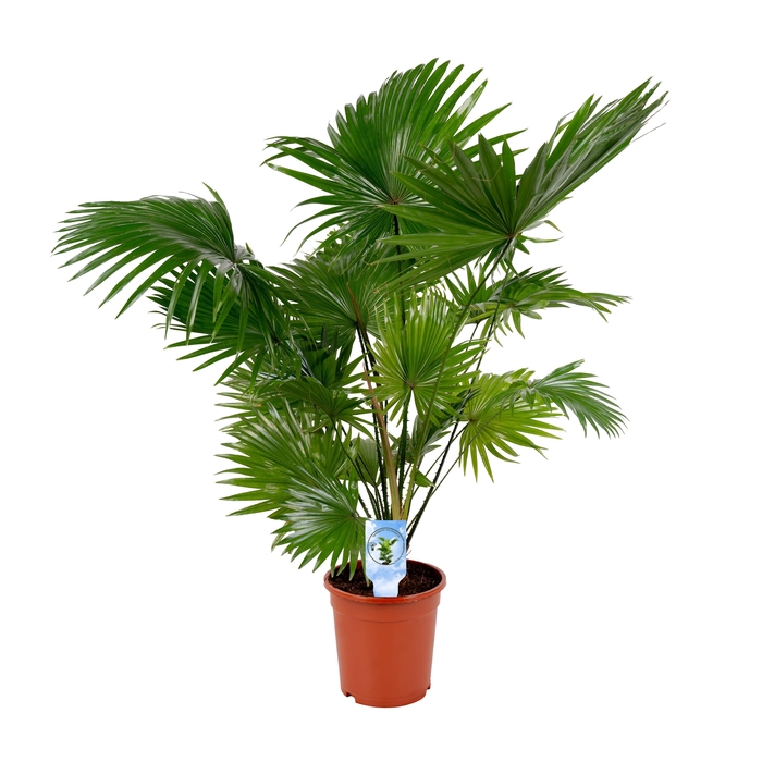 <h4>Livistona rotundifolia 21 cm Lucht Zuiverend</h4>