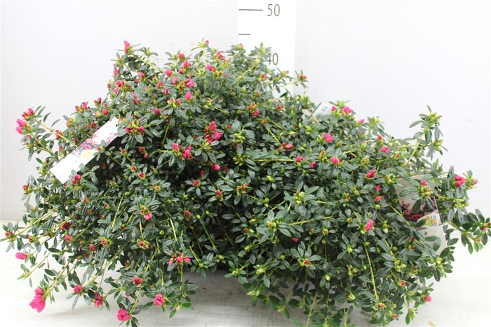 <h4>Rhododendron Si Friedhelm Schrerrer Rose A2</h4>