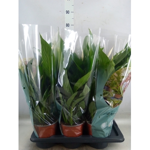 Spathiphyllum  'Bingo Cupido'