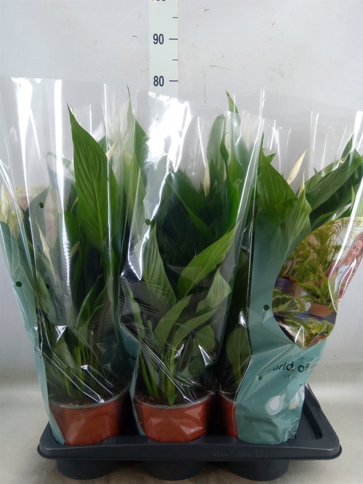 <h4>Spathiphyllum  'Bingo Cupido'</h4>