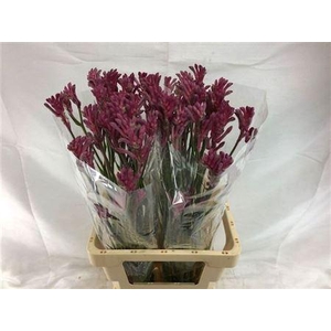 Anigoz Mini Pearl 70cm