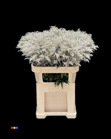 <h4>Solidago Platina</h4>