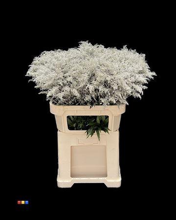 <h4>Solidago Platina</h4>