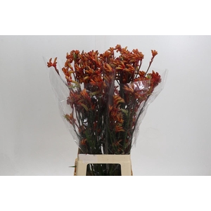 Anigozanthos Rampaging Roy Slaven