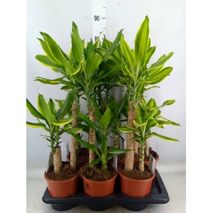 Dracaena frag.   ...mix 3
