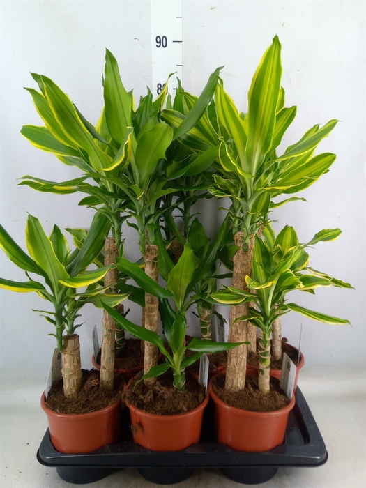<h4>Dracaena frag.   ...mix 3</h4>