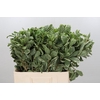 Pittosporum Ilan