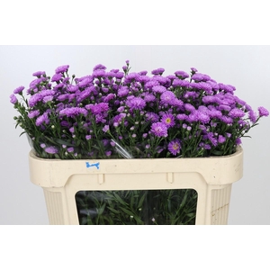 Aster Astee Karmijn