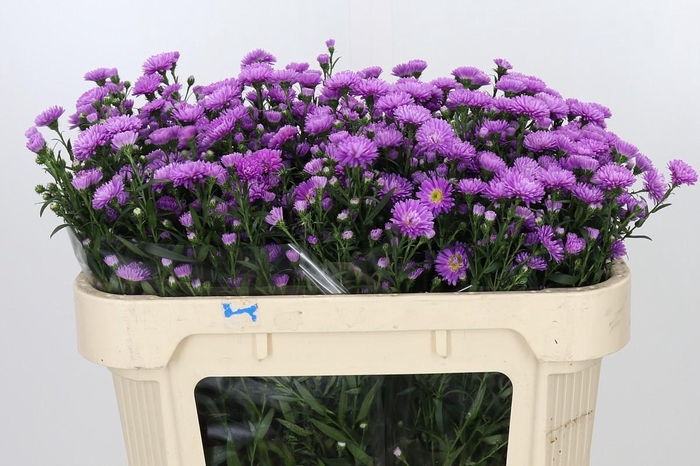 <h4>Aster Astee Karmijn</h4>