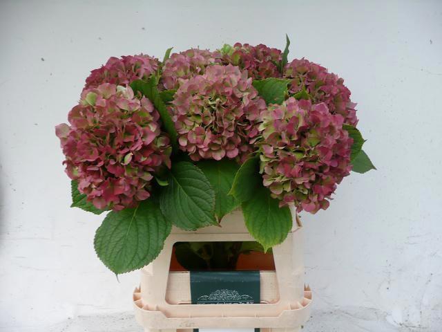 <h4>HYDR M TRENDY CL</h4>