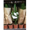 Euphorbia overig