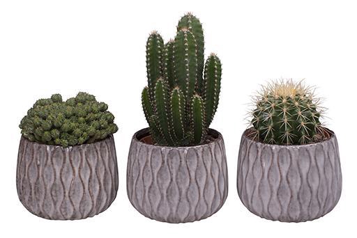 <h4>CACTACEAE P12 L 582</h4>