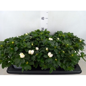 Rhododendron sim. 'Witte Vogel'