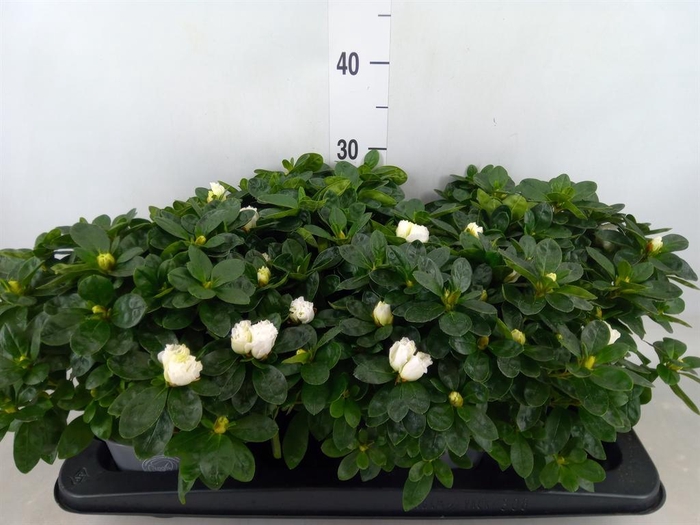 <h4>Rhododendron sim. 'Witte Vogel'</h4>