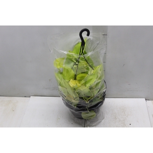 PHILODENDRON AMARELO C21 PENDENTE