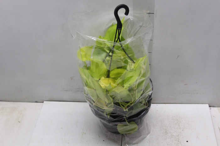 <h4>PHILODENDRON AMARELO C21 PENDENTE</h4>