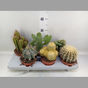 Cactus   ...mix