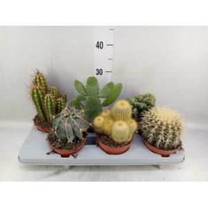 Cactus   ...mix