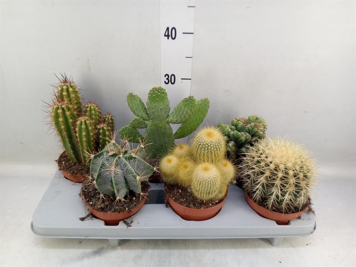 <h4>Cactus   ...mix</h4>