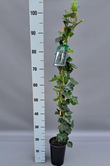 <h4>Hedera hibernica 90cm</h4>