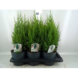 Juniperus chinensis 'Stricta'