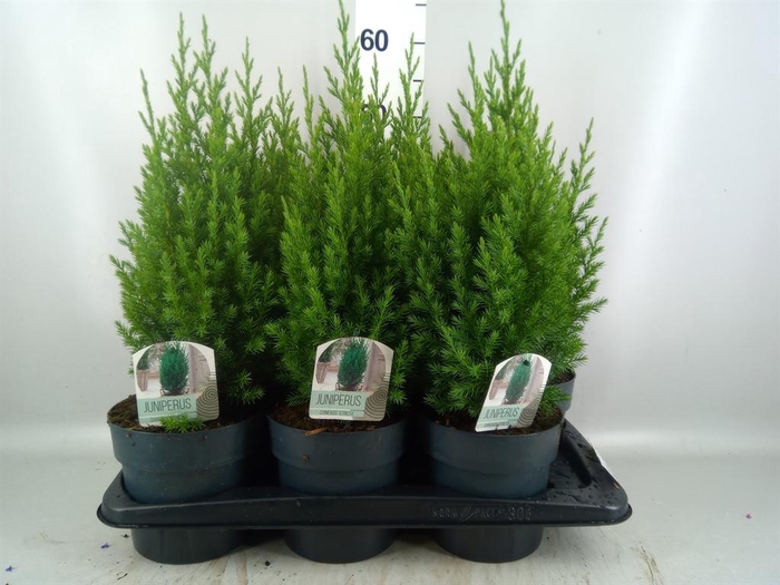 <h4>Juniperus chinensis 'Stricta'</h4>