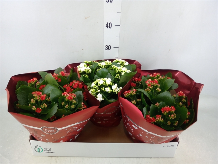 <h4>Kalanchoe blos.   ..rosebud mix  2</h4>