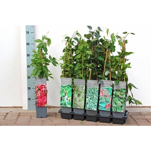 Klimplanten Ov