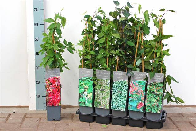 Klimplanten Ov