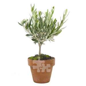 OLEA EUROPAEA