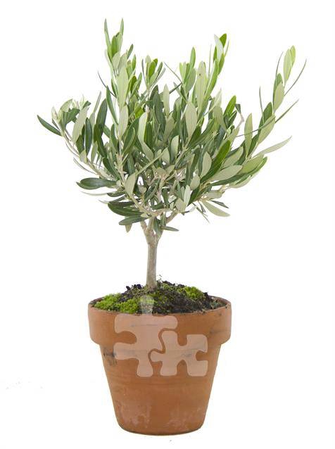 <h4>OLEA EUROPAEA</h4>