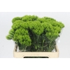 Dianthus Br Kiwi Mellow